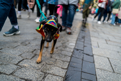 Marsz Równości w Krakowie 2025 + Queerowy Bal w Teatrze Starym / Fundacja Równość.org.pl